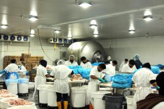 LA PUENTE, CA-September 28, 2023-Poultry workers working at a plant in La Puente just before U.S. Marshalls assist with serving a search warrant at the plant in La Puente, California on September 28, 2023. Indigenous Guatemalan poultry workers, including children as young as 14, had been employed in the plants.(Courtesy Department of Labor)