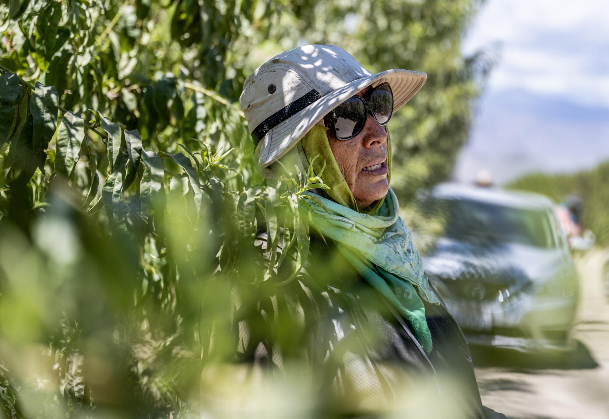 A farmworker cools off in the shade of a tree.