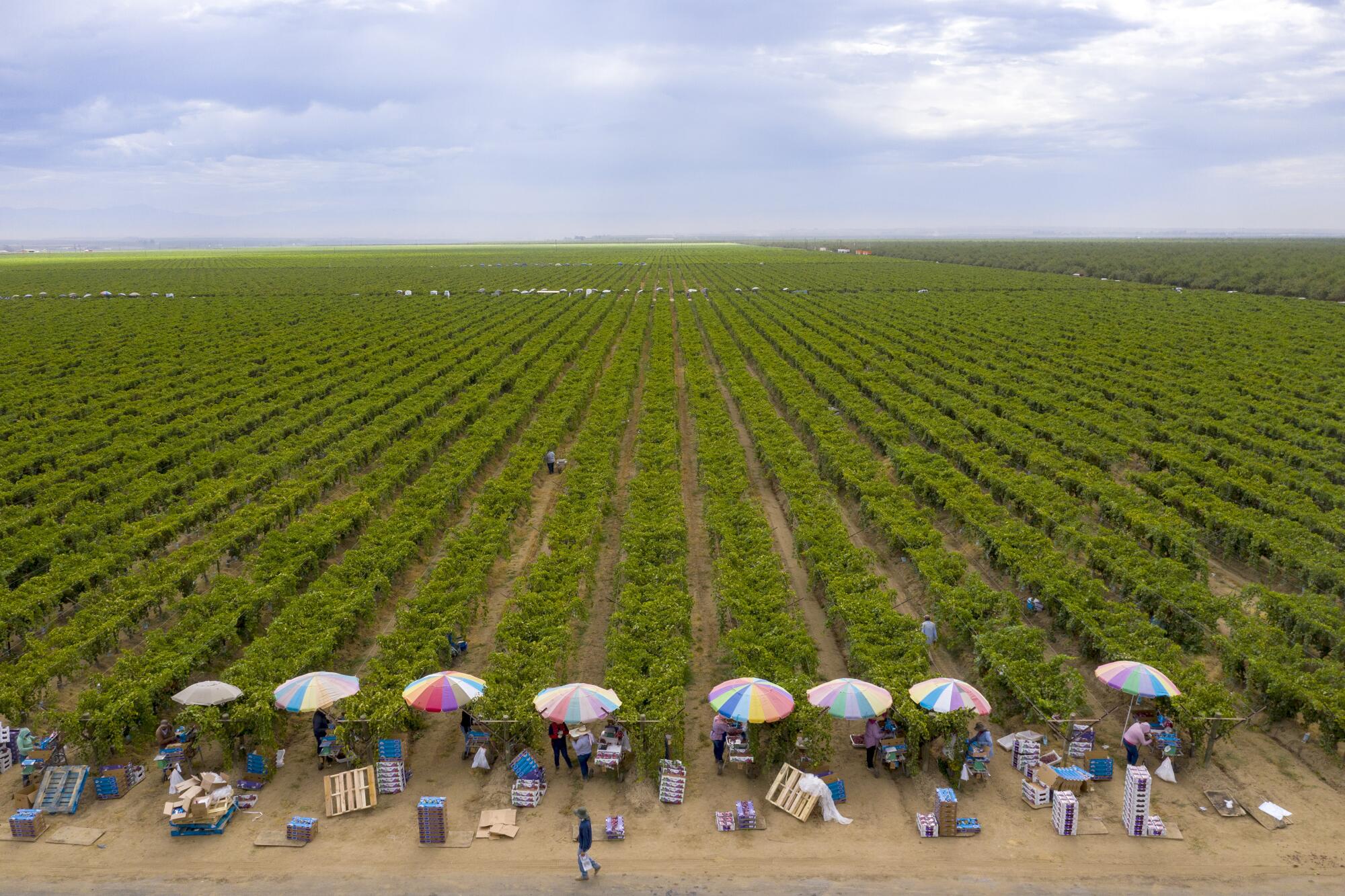 Colorful umbrellas shade farmworkers as they pack up fresh harvested grapes.