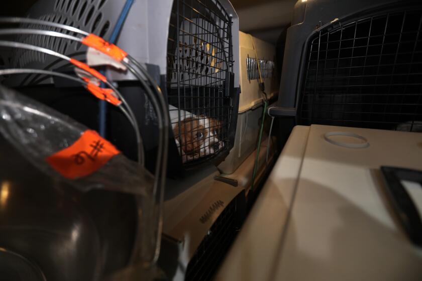 Bentonville, Arkansas - October 14, 2023: (Editors special note: This is a special assignment for the IT team. DO not use images for other stories or share with Getty before their project has been published.) Following the Southwest Dog Auction - dogs in cages are being transported inside a packed white van in Bentonville, Arkansas. (Francine Orr/ Los Angeles Times)