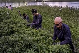 Harrison Township, Michigan-July 30, 2024- Workers pluck leaves from cannabis plants during the defoliating process at Pleasantrees Cultivation Facility in Harrison Township, Mich. on July 30, 2024. (Nic Antaya / For the Times)