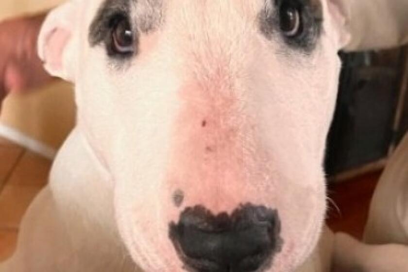 Snoopy, the writer's adopted bull terrier.