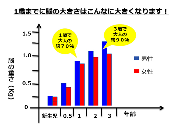 脳の大きさグラフ