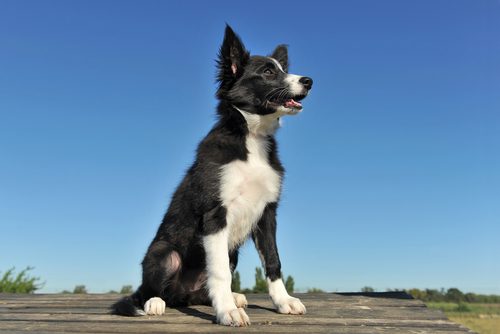 犬,空,青空