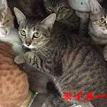 たくさんの猫を飼っていた男性の孤独死体がかなりヤバイ…