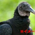 ギャングに捕まって殺されるとこいつらのエサにされます…