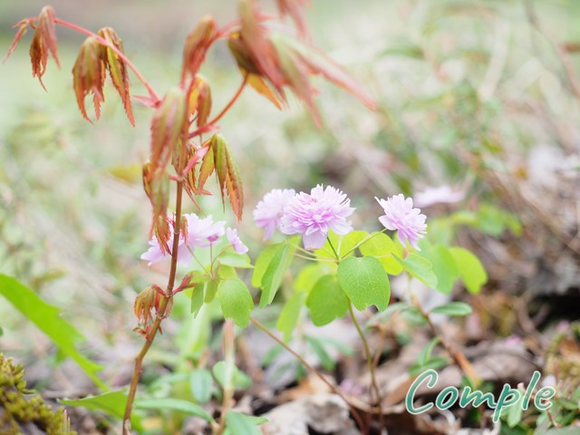 ピンクの花