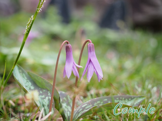 カタクリの花