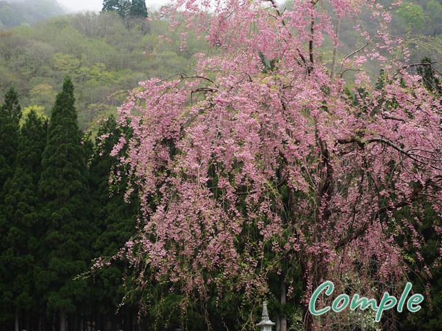 貞麟寺のしだれ桜