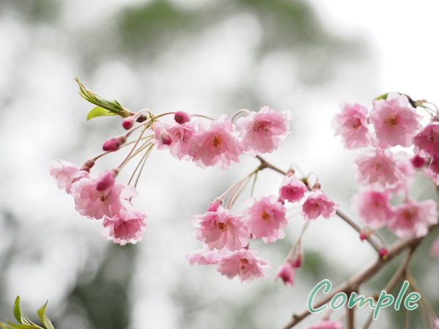 しだれ桜