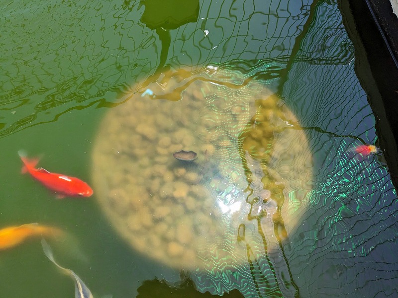 庭池ビオトープ　睡蓮　植え替え