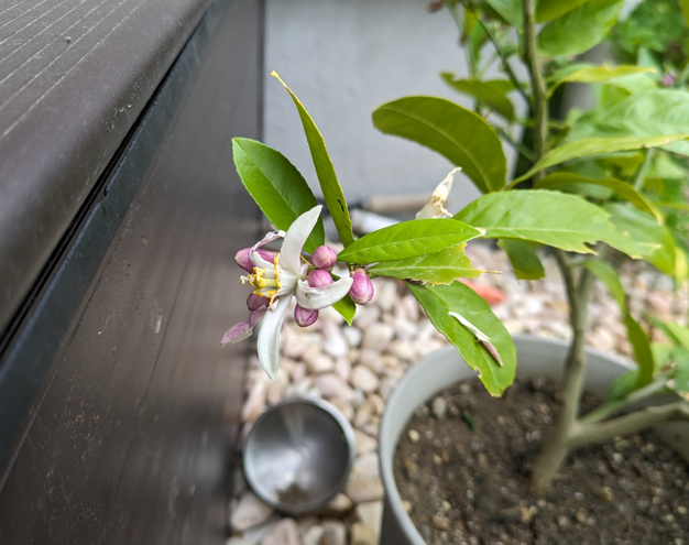 レモンの木　花　レモンの花