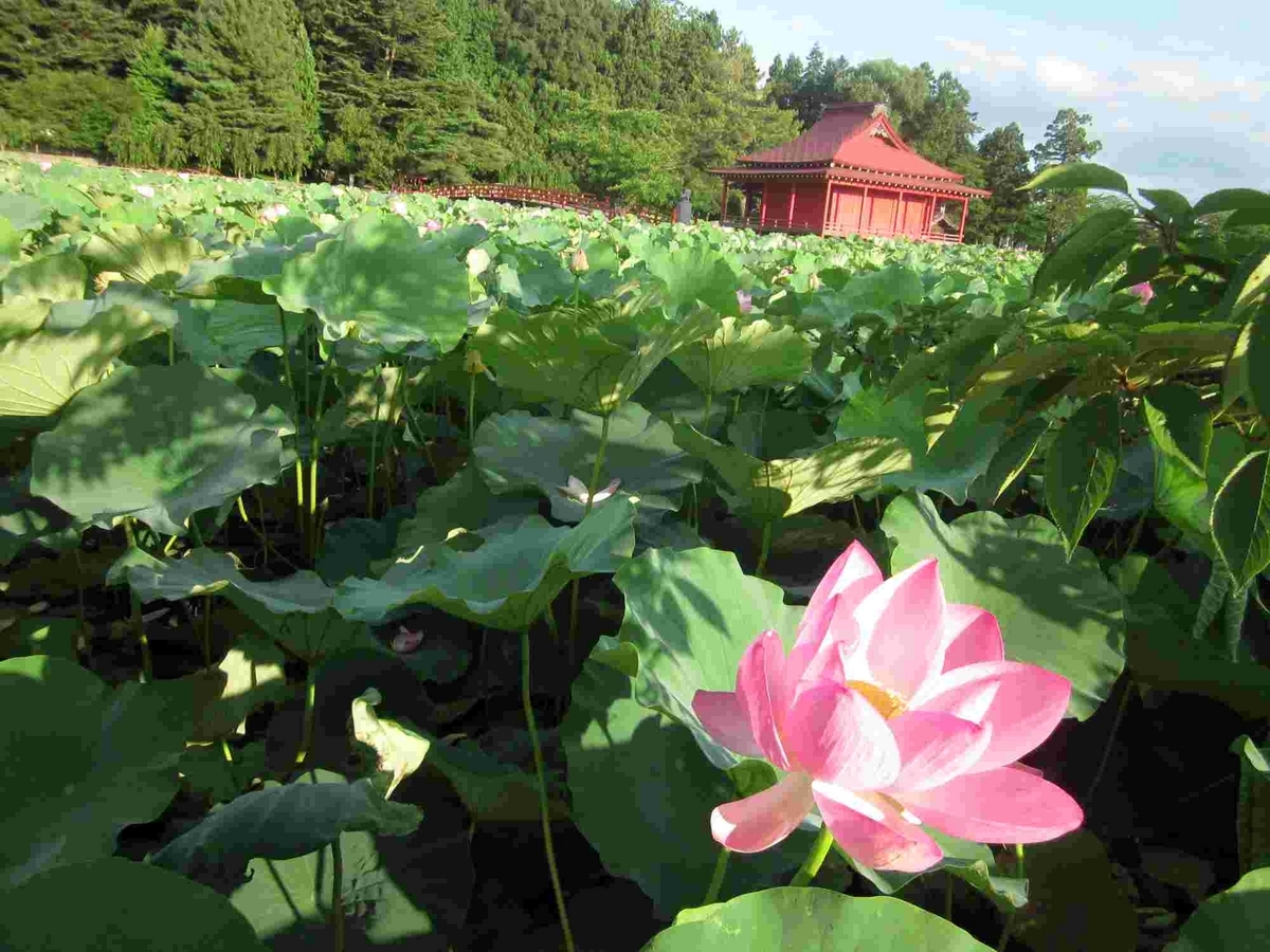 猿賀神社・平川市蓮の花まつり