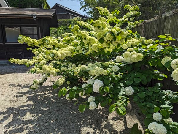 白い花が咲いている植物