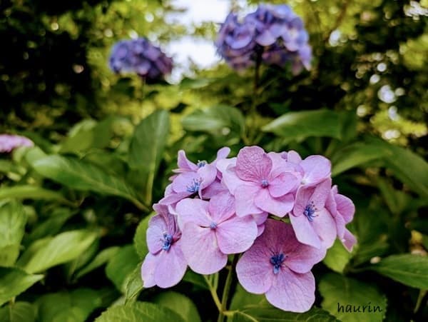 紫の紫陽花たち