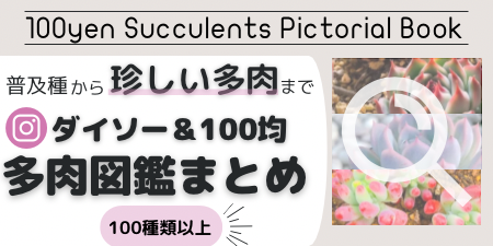 ダイソー 多肉植物 まとめ 一覧 多肉図鑑