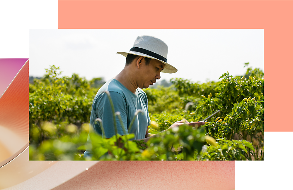 Un hombre trabajando para los cultivos