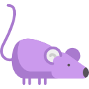 Rat