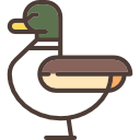 pato