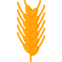 Wheat