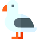 möwe