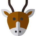 antilope