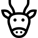 antilope