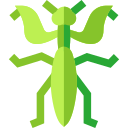 Mantis