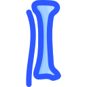 tibia