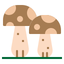 champignons