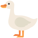 canard