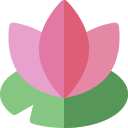 fleur de lotus