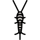 silverfish