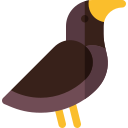 myna