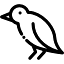 oiseau