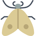 Moth