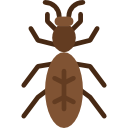 Ant