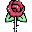 rosa