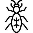 Ant