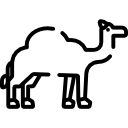 Camel