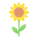 sonnenblume