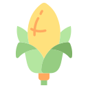 Corn