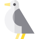 mouette