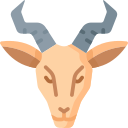 antilope