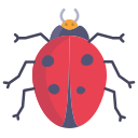 Ladybug