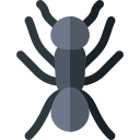 Ant