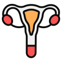 Uterus