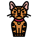 kot toyger