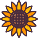 girasole