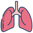 Lungs